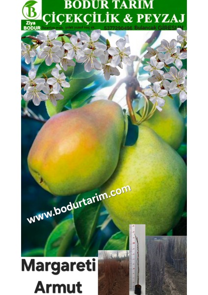 Bulancak 2 Yaşında Yarı Bodur Aşılı Tüplü Topraklı Margareti Armut Meyvesi Fidanı