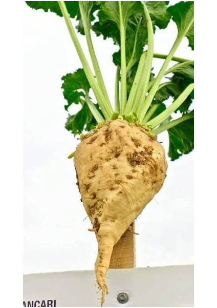 Yeni Mahsul, Organik ve Taptaze Pancar Keyfi