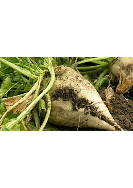 Yeni Mahsul, Organik ve Taptaze Pancar Keyfi modelleri