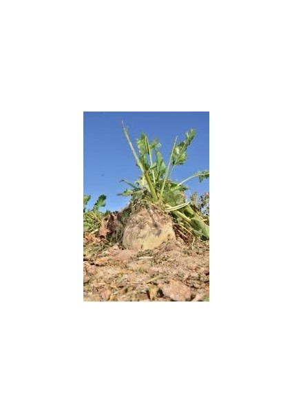 Yeni Mahsul, Organik ve Taptaze Pancar Keyfi fırsatları