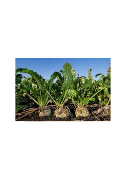 Yeni Mahsul, Organik ve Taptaze Pancar Keyfi indirimleri