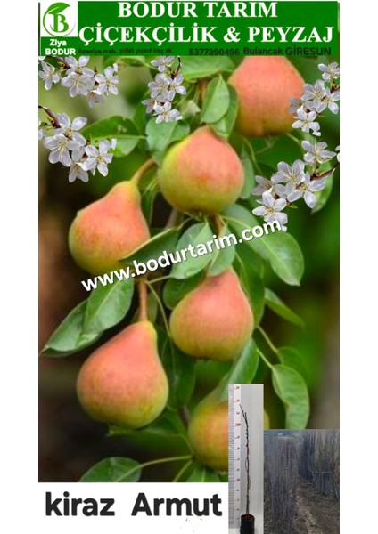 Bulancak 2 Yaşında Yarı Bodur Yöresel Aşılı Tüplü Topraklı Misket Kiraz Armut Meyve Fidanı
