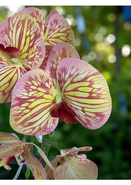 Yapay Orkide Gold Metal Saksıda Yapay Çiçek 2 Dal 55 cm Dekoratif Hediye Salon Çiçeği Ev Dekorasyon indirimleri