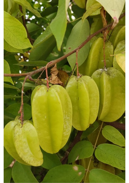 Yıldız Meyvesi (Adet)