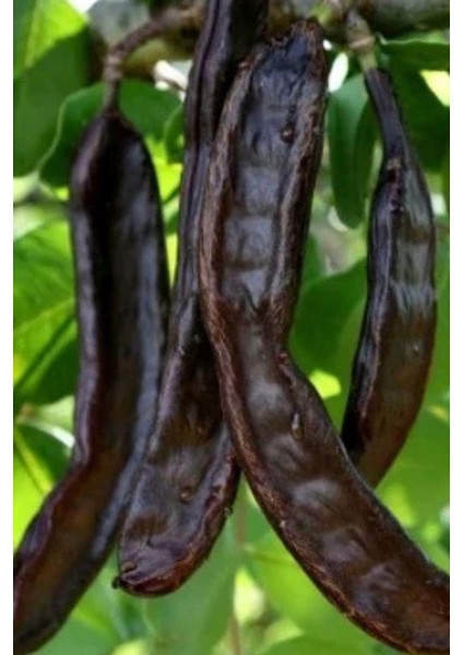 Keçi Boynuzu (Paket)