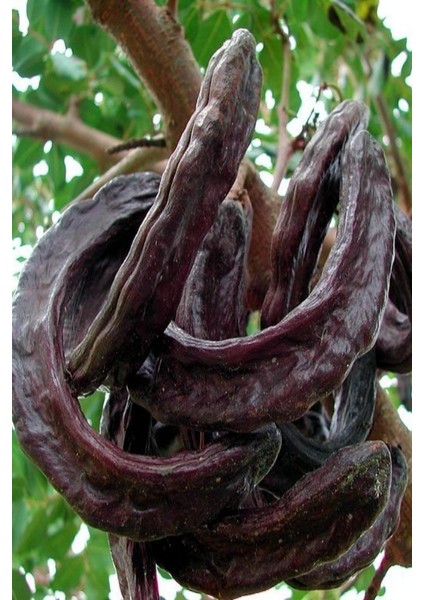 Keçi Boynuzu (Paket) fiyatları