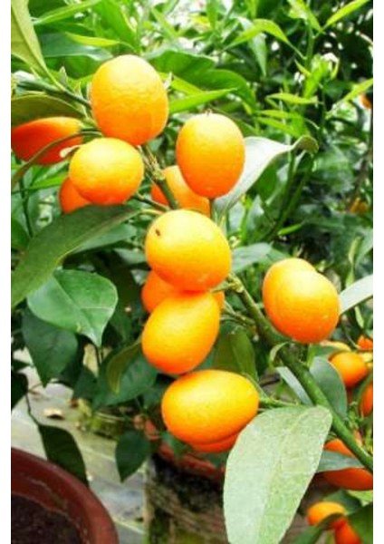 Kamkat (Kumquat) (1 Kg) fiyatları