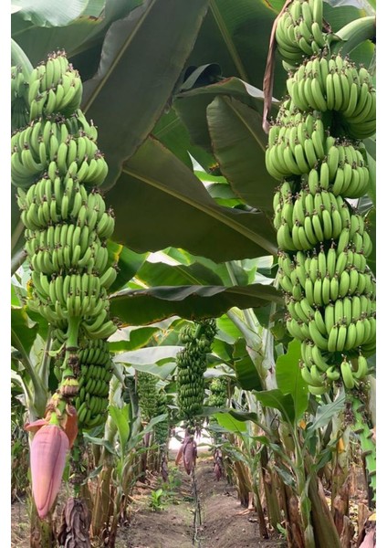 Anamur Muzu (1 Kg) fiyatları