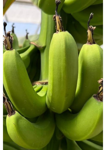 Anamur Muzu (1 Kg) modelleri