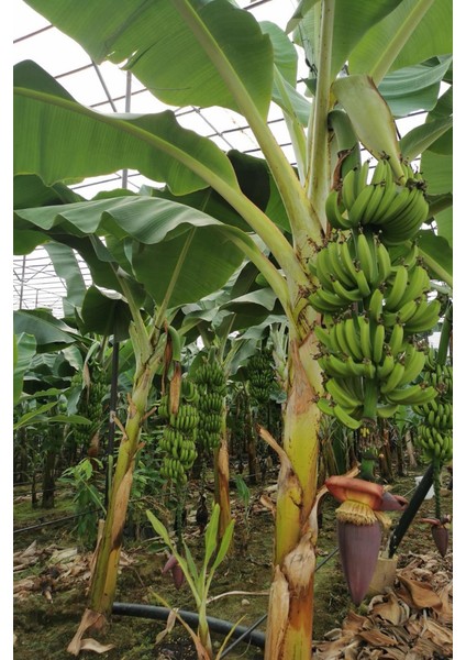 Anamur Muzu (1 Kg) fırsatları