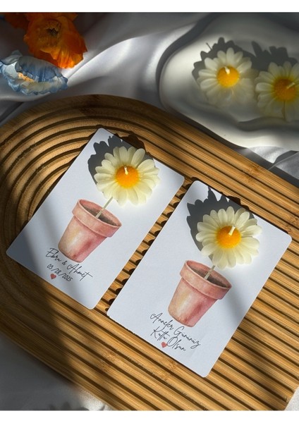 20 Adet Kartlı Papatya Mum modelleri