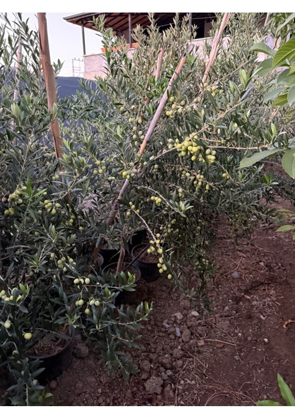 Tüplü 3 Yaşında Ağaç Formunda Arbequina Ispanyol Zeytini Fidanı Boy 2 Metre