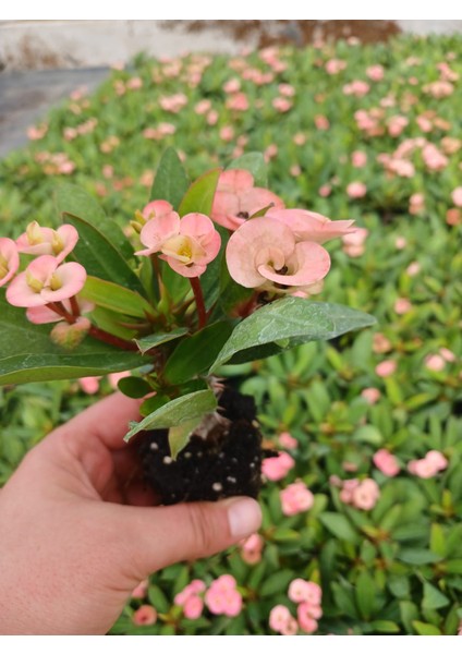 2'li Set Pembe, Ithal Dikenler Tacı Çiçeği Fidesi - Bakımı Kolay Iç Mekan Bitkisi