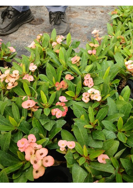 2'li Set Pembe, Ithal Dikenler Tacı Çiçeği Fidesi - Bakımı Kolay Iç Mekan Bitkisi fiyatları