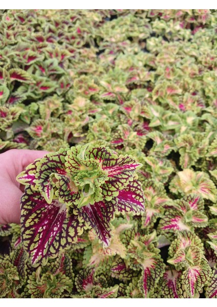 Canlı Renkli Coleus Fideleri - 2'li Set - Ev & Bahçe Süs Bitkisi
