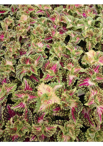 Canlı Renkli Coleus Fideleri - 2'li Set - Ev & Bahçe Süs Bitkisi fiyatları