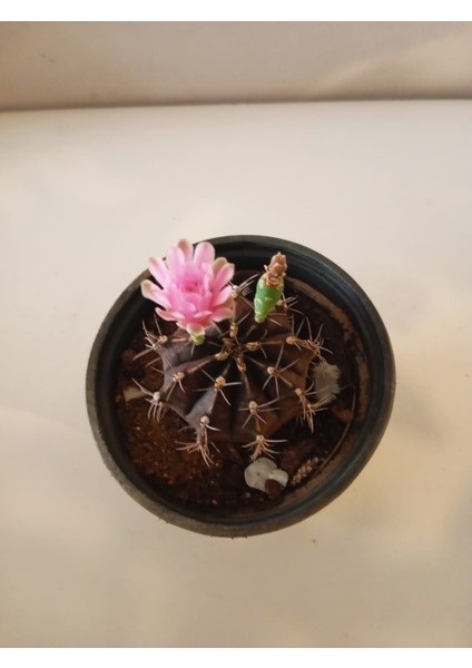 Pembe Çiçek Açan Aşılı Ay Kaktüsü Nadir Gymnocalycium Mihanovichii