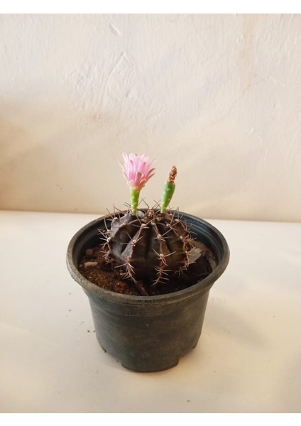 Pembe Çiçek Açan Aşılı Ay Kaktüsü Nadir Gymnocalycium Mihanovichii fiyatları