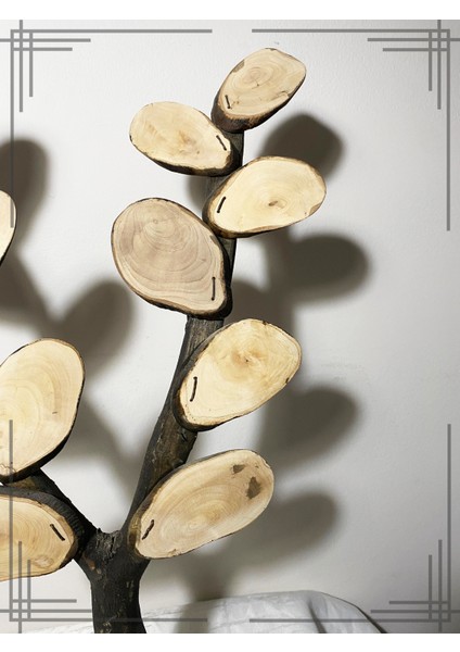 Öğretmene En Özel Hediye Zeytin Ağacından Isimli Sınıf Ağacı fiyatları