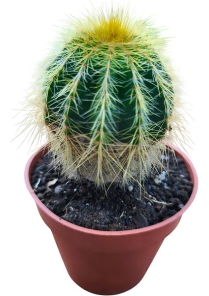 Natocactus Magnificus 8,5 cm Lik Saksıda 17 cm Uzunlukta