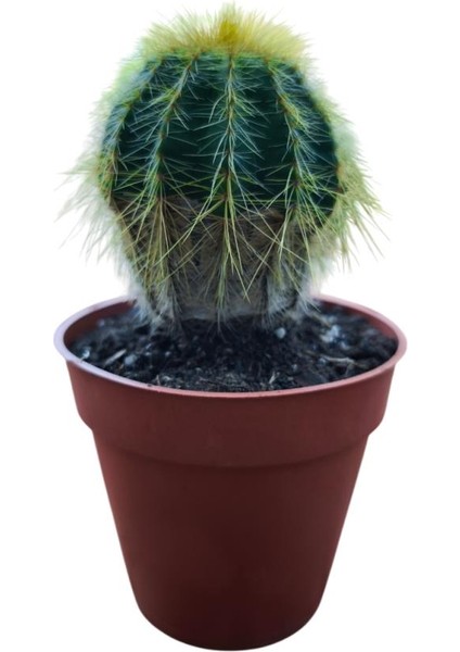 Natocactus Magnificus 8,5 cm Lik Saksıda 17 cm Uzunlukta fiyatları