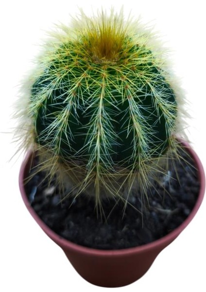 Natocactus Magnificus 8,5 cm Lik Saksıda 17 cm Uzunlukta modelleri
