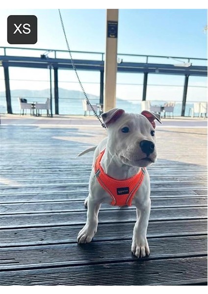Petex Köpek Göğüs Tasması, Küçük ve Orta Irk Köpekler Için Tasma, Yavru Köpek fırsatları