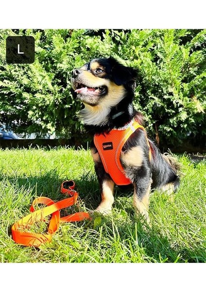 Petex Köpek Göğüs Tasması, Küçük ve Orta Irk Köpekler Için Tasma, Yavru Köpek