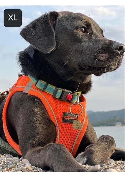 Petex Köpek Göğüs Tasması, Küçük ve Orta Irk Köpekler Için Tasma, Yavru Köpek