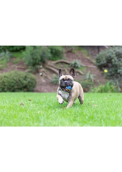 ! Ultra Squeaker Sesli Oyun Topu (Small) - Köpekler Için Dayanıklı, Yüksek Zıplama indirimleri