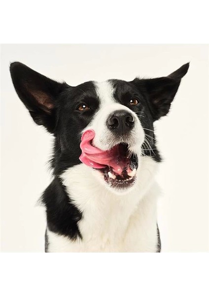 - Tangle Teezer - Köpekler Için Tüy Bakım Fırçası, Gök ve Deniz Mavisi