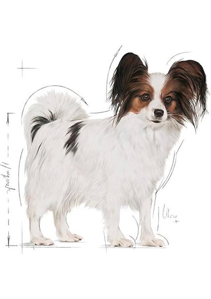Xsmall Adult Köpek Maması, 1,5 kg fiyatları