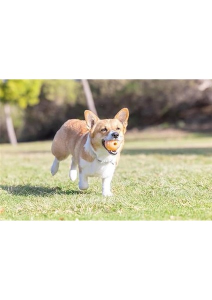 ! Doğum Günü Topu, Orta Boy (6 cm Çap), Yüksek Zıplama, Yüzebilen Dayanıklı Kauçuk Köpek Oyun fırsatları