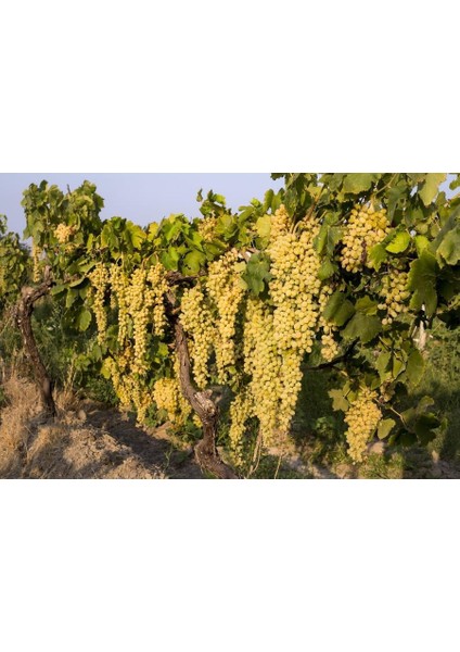 Tüplü Sultaniye Üzüm Fidanı