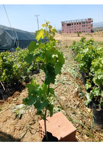 Tüplü Sultaniye Üzüm Fidanı fiyatları