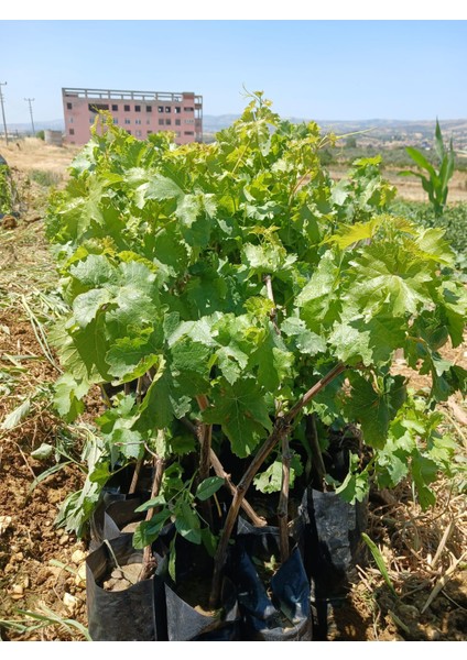 Tüplü Sultaniye Üzüm Fidanı modelleri