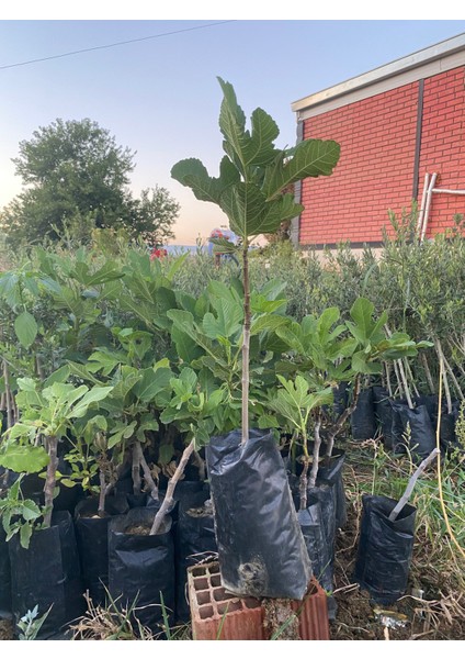 Tüplü Aydın Sarı Lop Incir Fidanı fiyatları