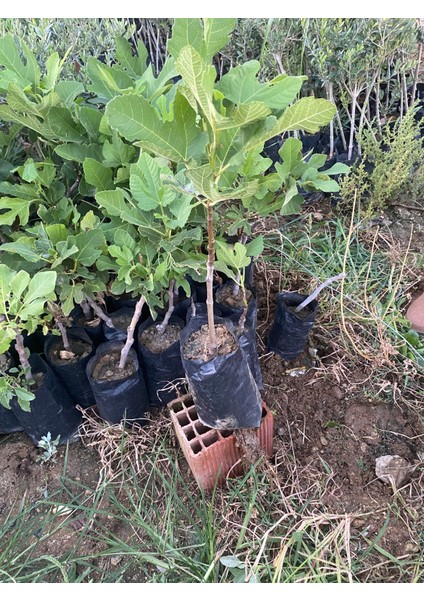 Tüplü Aydın Sarı Lop Incir Fidanı modelleri