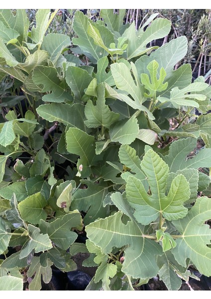 Tüplü Aydın Sarı Lop Incir Fidanı fırsatları