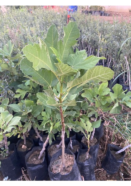 Tüplü Aydın Sarı Lop Incir Fidanı indirimleri