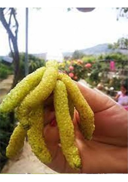 3 Yaş Tüplü Aşılı Beyaz Pakistan Şah Dut Fidanı Boy 170-200 cm