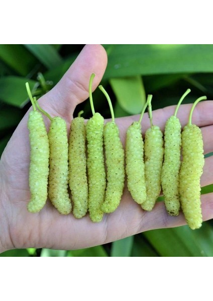 3 Yaş Tüplü Aşılı Beyaz Pakistan Şah Dut Fidanı Boy 170-200 cm fiyatları