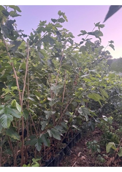 3 Yaş Tüplü Aşılı Beyaz Pakistan Şah Dut Fidanı Boy 170-200 cm modelleri