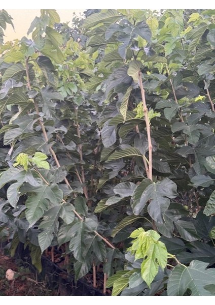 3 Yaş Tüplü Aşılı Beyaz Pakistan Şah Dut Fidanı Boy 170-200 cm fırsatları