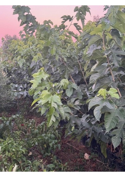 3 Yaş Tüplü Aşılı Beyaz Pakistan Şah Dut Fidanı Boy 170-200 cm indirimleri