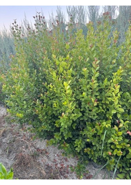 Geniş Forumlu Saksıda Evgenya Çalısı(Eugenia Etna Fire Boy 150-180 cm fırsatları