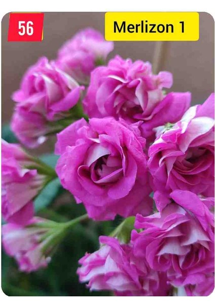 Merlizon 1 fiyatları