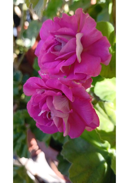 Merlizon 1 modelleri