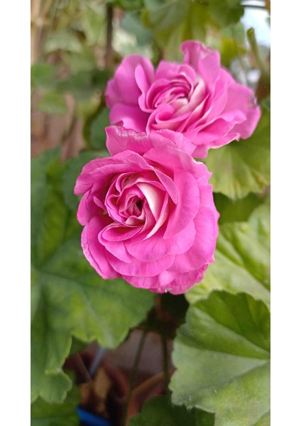 Merlizon 1 fırsatları