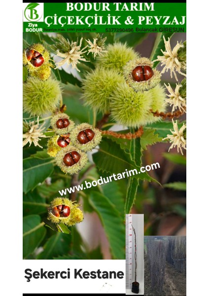 Bulancak 2 Yaşında Yarı Bodur Aşılı Tüplü Topraklı Şekerci Kestane Meyve Fidanı